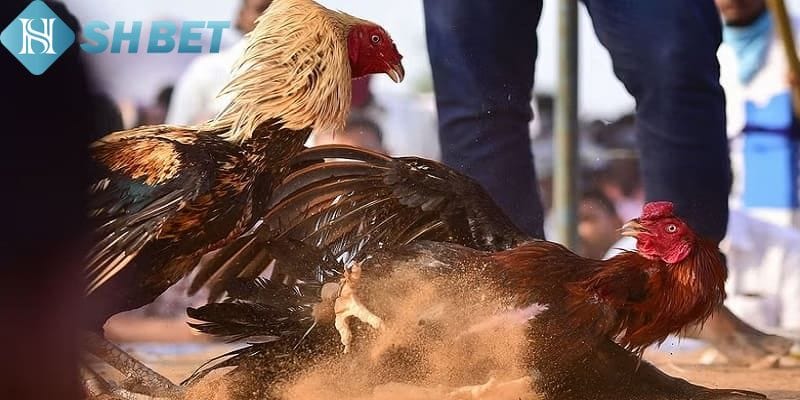 Những lưu ý quan trọng khi tham gia đá gà cựa sắt Shbet