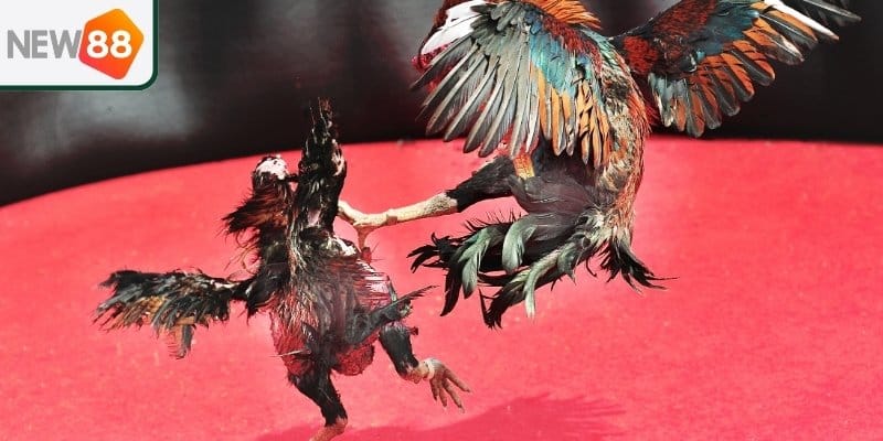 New 88 - Nền tảng đá gà cựa dao uy tín