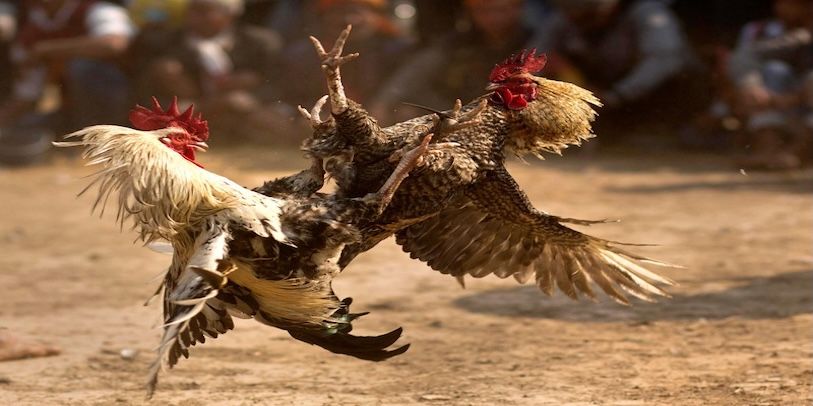 Những game đá gà iwin68 mà dân cược không thể bỏ qua